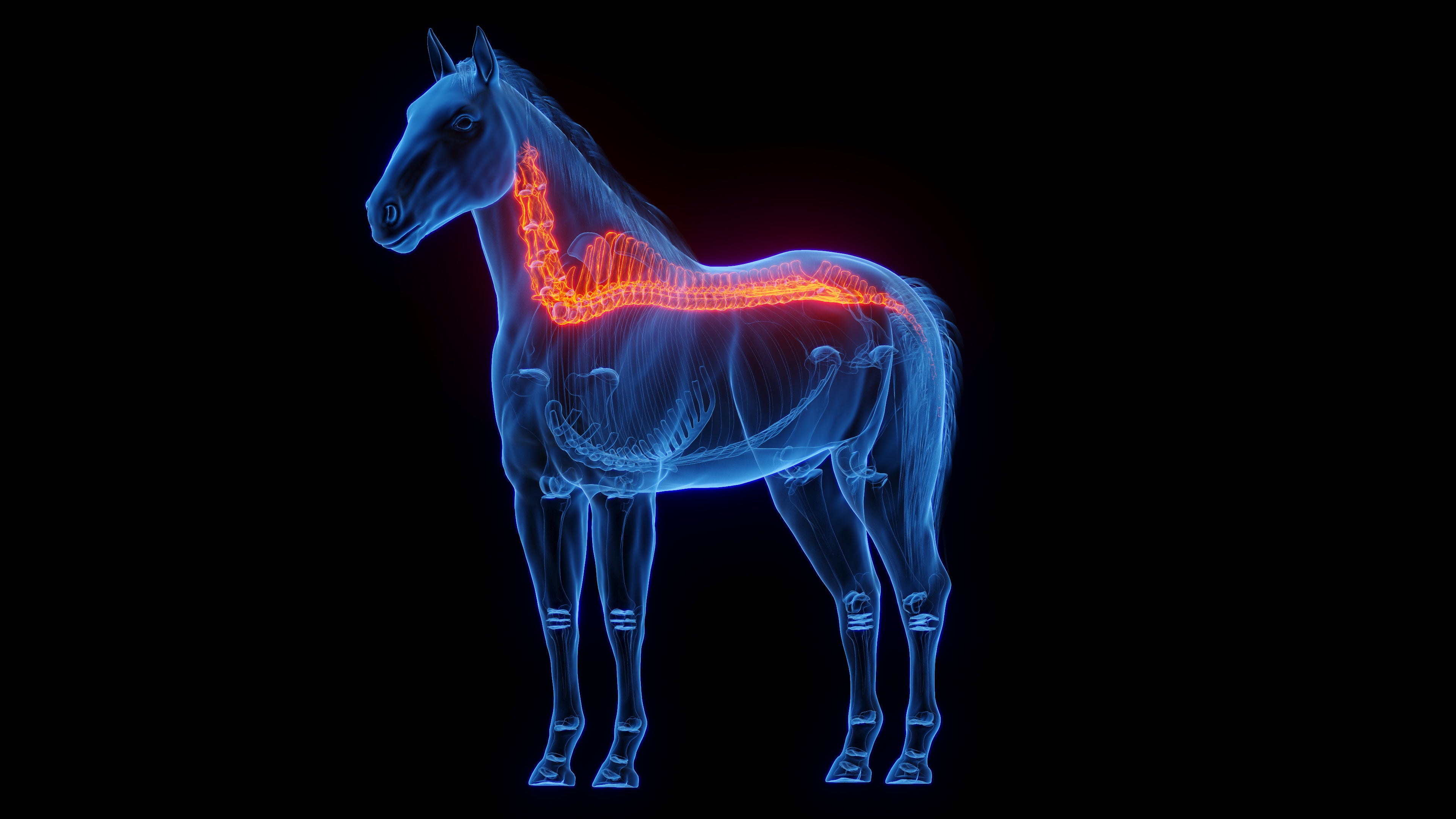 Mobile equine laser therapy