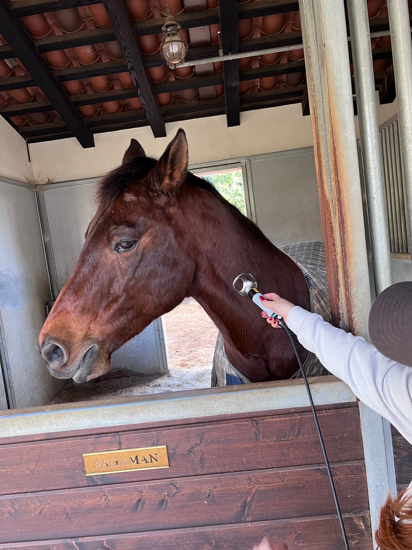 Professional equine care