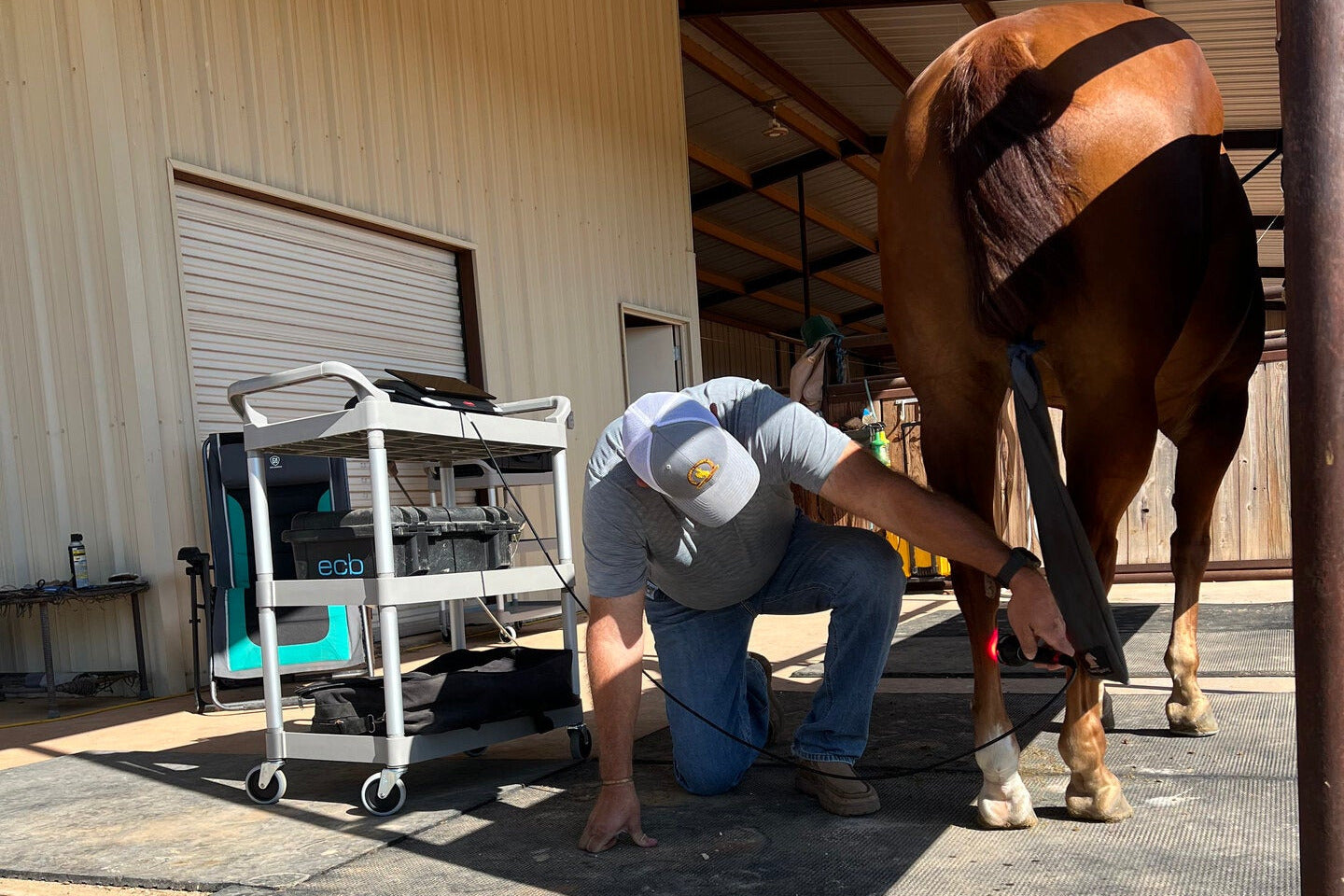 Horse receiving laser treatment