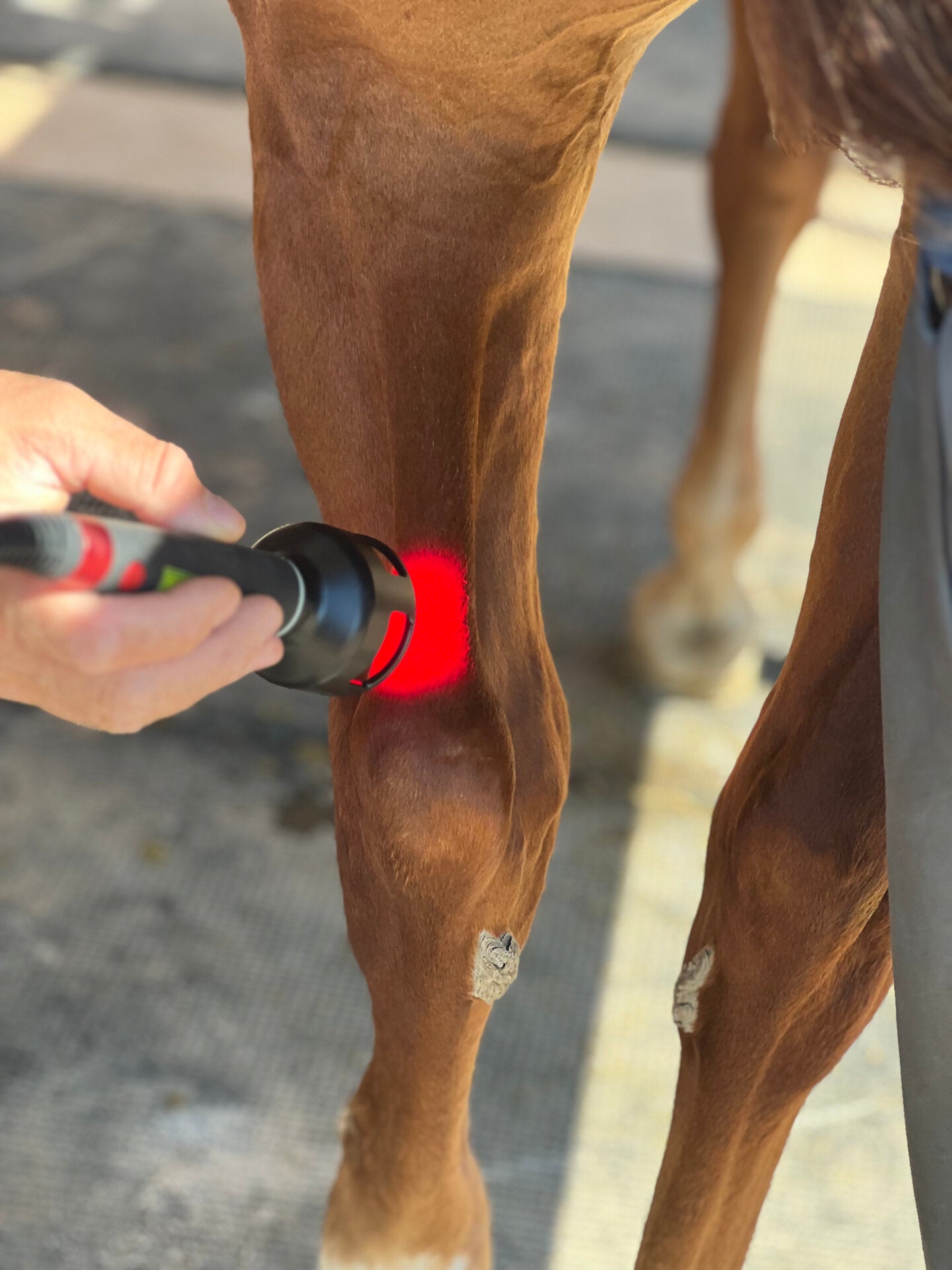 Equine laser therapy treatment