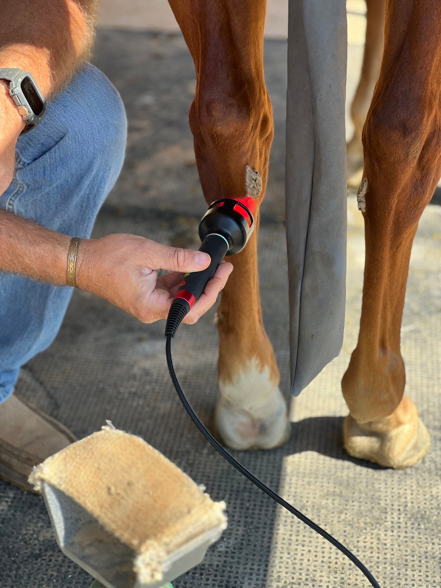 Equine laser therapy session